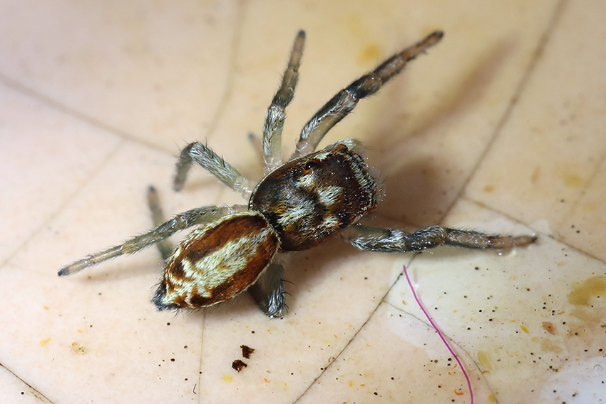 Icius hamatus?... Icius sp. - Badalucco (IM)